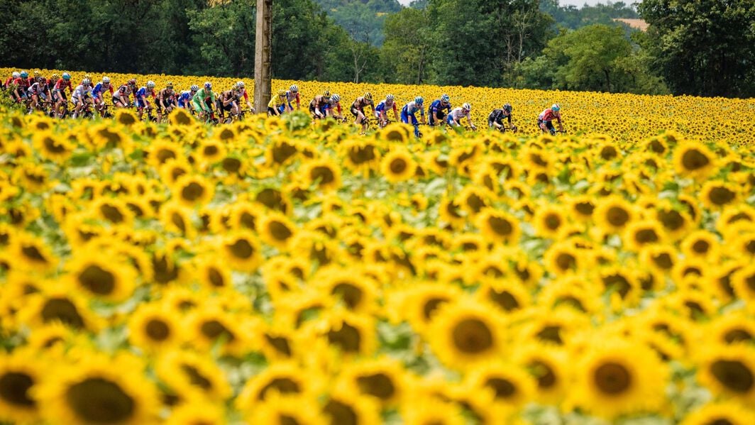 Zonnebloemvelden omzomen het parcours van de Tour de France 2024
